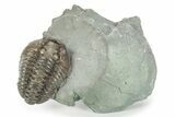 Long Flexicalymene Trilobite - Mt Orab, Ohio #245142-1